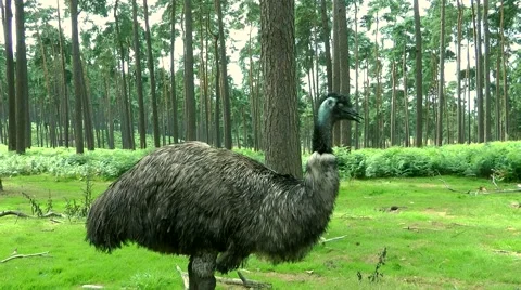 Emu Stock Footage 881766