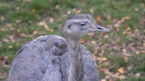 The Emu Video stock 142202156