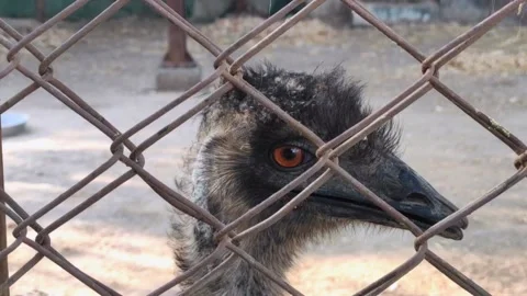 Emu Stock Footage 150892806