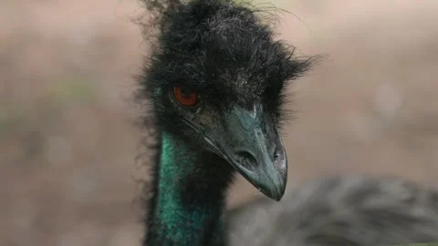 Emu Stock Footage 315175837