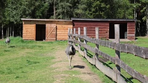 Emu 스톡 동영상 324966329