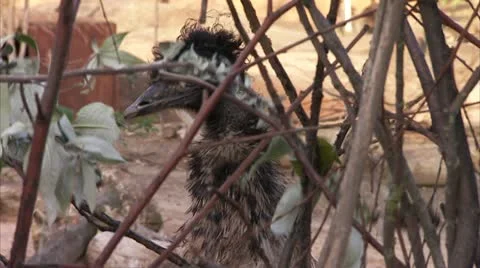 Emu Glares Through Branches HD Video Stock Footage 22149779