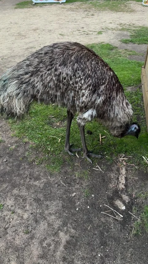 An emu grazes on green grass in an open enclosure at a zoo Stock-Footage 337360161