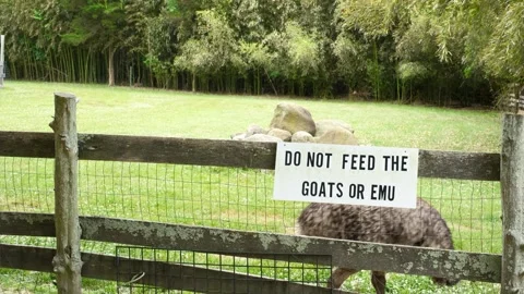 Emu Grazing in an Enclosure with a Do Not Feed Sign Stock Footage 337587656