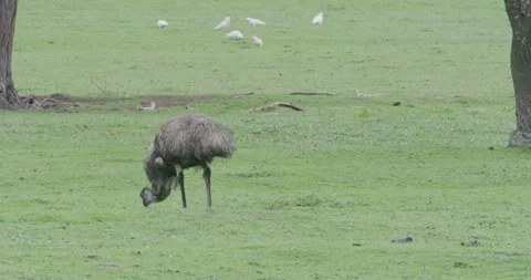 Emu Grazing, Parrot In Background, 8K Stock-Footage 335066748