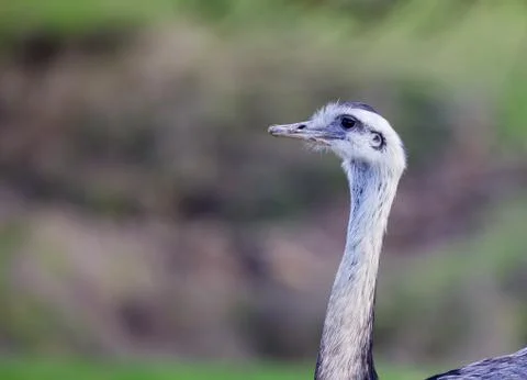 Emu head and neck Stock Photos