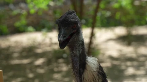Emu head close-up Stock Footage 195472645