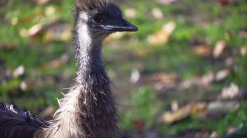 An Emu head close up Stock Footage 294837217