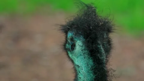 Emu head Video stock 315175862