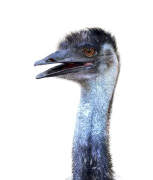 Emu head isolated Фото