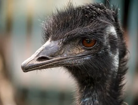 Emu head Stock Photos