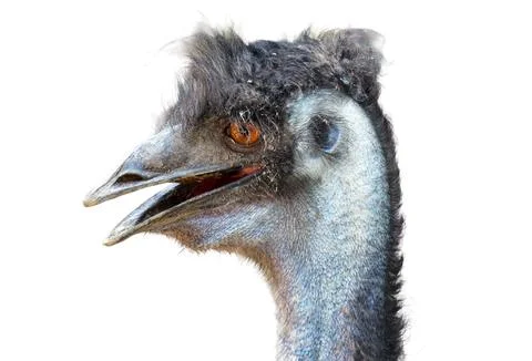 Emu head on a white background Stockfoto's
