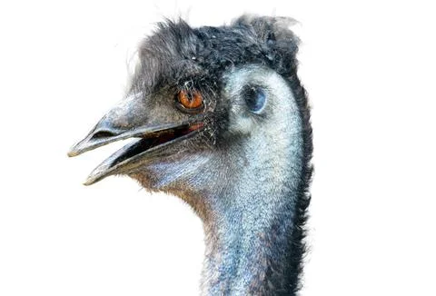 Emu head on a white background 库存照片