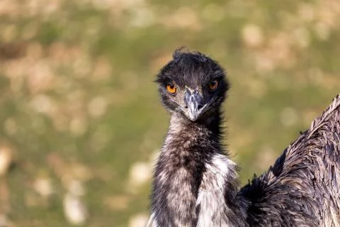 This Emu is Hungry Foto stock