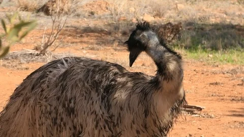 Emu icon of Australia Stock Footage 123740960