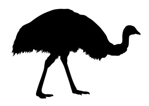 Emu Stock Illustration