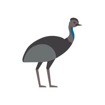 Emu. isolated illustration 스톡 일러스트