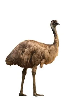 Emu isolated on white background 写真素材