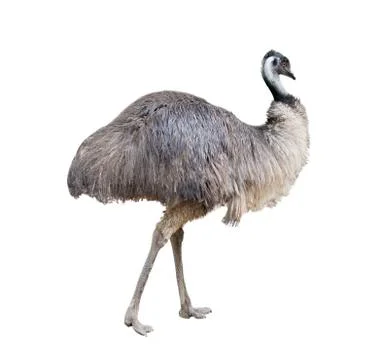 Emu isolated on white background Stock Photos