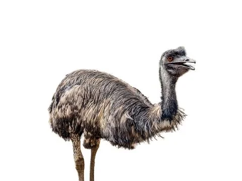 Emu isolated on white background 스톡 사진
