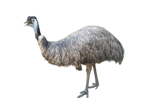 Emu isolated on white background Stock Photos
