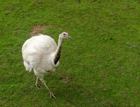 Emu on a lawn Stock Photos