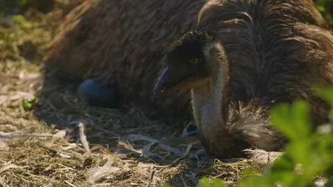 An emu looking around while laying on it's eggs Video stock 107222802