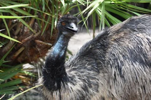 Emu Looking Crazy 库存照片