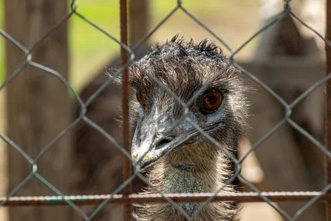Emu looking through bars with intense gaze and rough feather texture in wel.. Stock Photos
