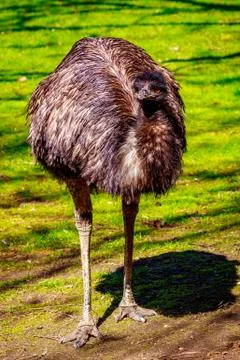 Emu on Meadow Stock Photos