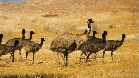 Emu Mob Australia Stock Footage 81947378
