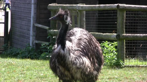 Emu in a nature reserve Stock Footage 27897375