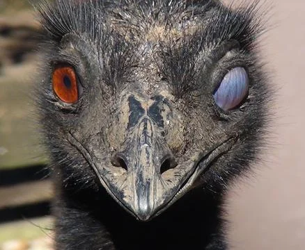 Emu with one eye close up Stock Photos