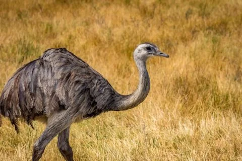 Emu in the open Stock Photos