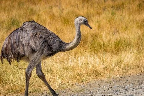 Emu in the open Stock Photos