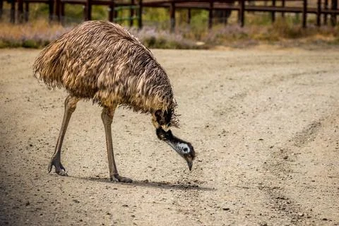 Emu in the open Stock Photos