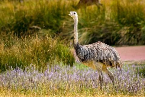 Emu in the open Stock Photos