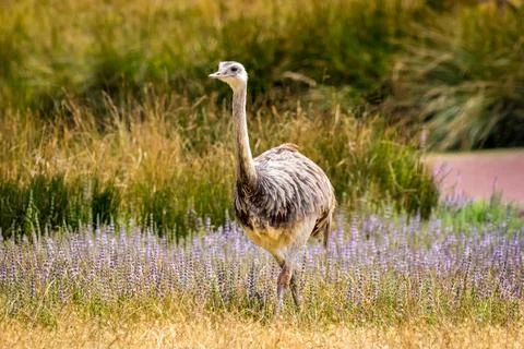 Emu in the open Foto stock