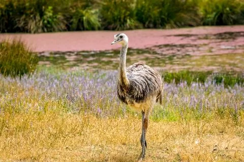 Emu in the open Foto stock