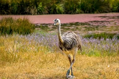 Emu in the open Stock Photos
