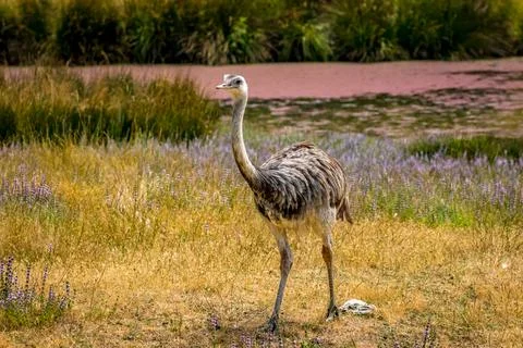 Emu in the open Stock Photos