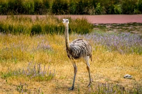 Emu in the open Stock Photos