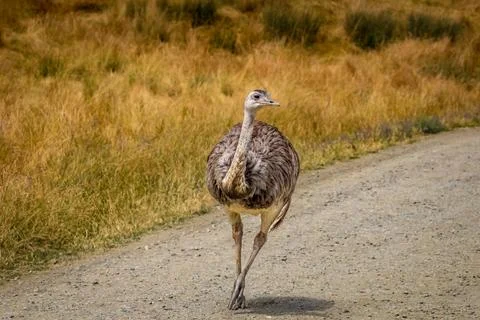 Emu in the open Stock Photos