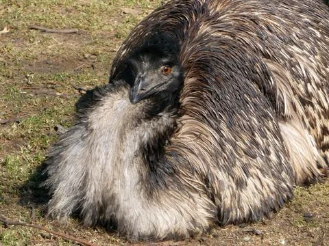 Emu ostrich Stock Photos