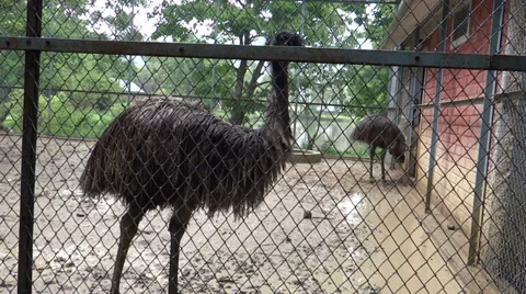 An Emu pair in Imphal zoo, a largest bird native to Australia Stock Footage 38065183