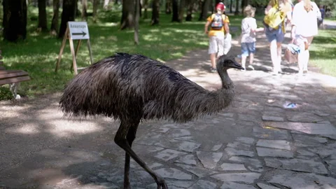 Emu in the Park Stock Footage 293177969