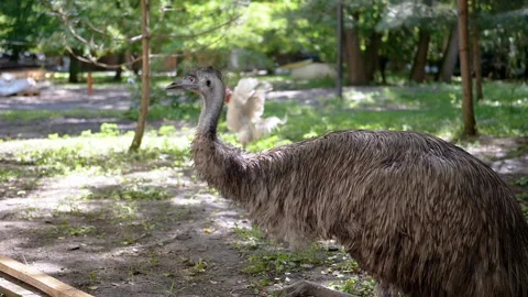 Emu in the Park Stock Footage 293218399
