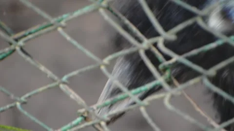 Emu pecking next to a grid fence, slow motion footage. Stock Footage 341344630