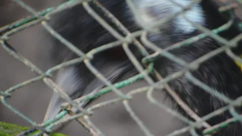 Emu pecking next to a grid fence, slow motion footage. Stock Footage 341344636