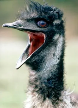 Emu Stock Photos